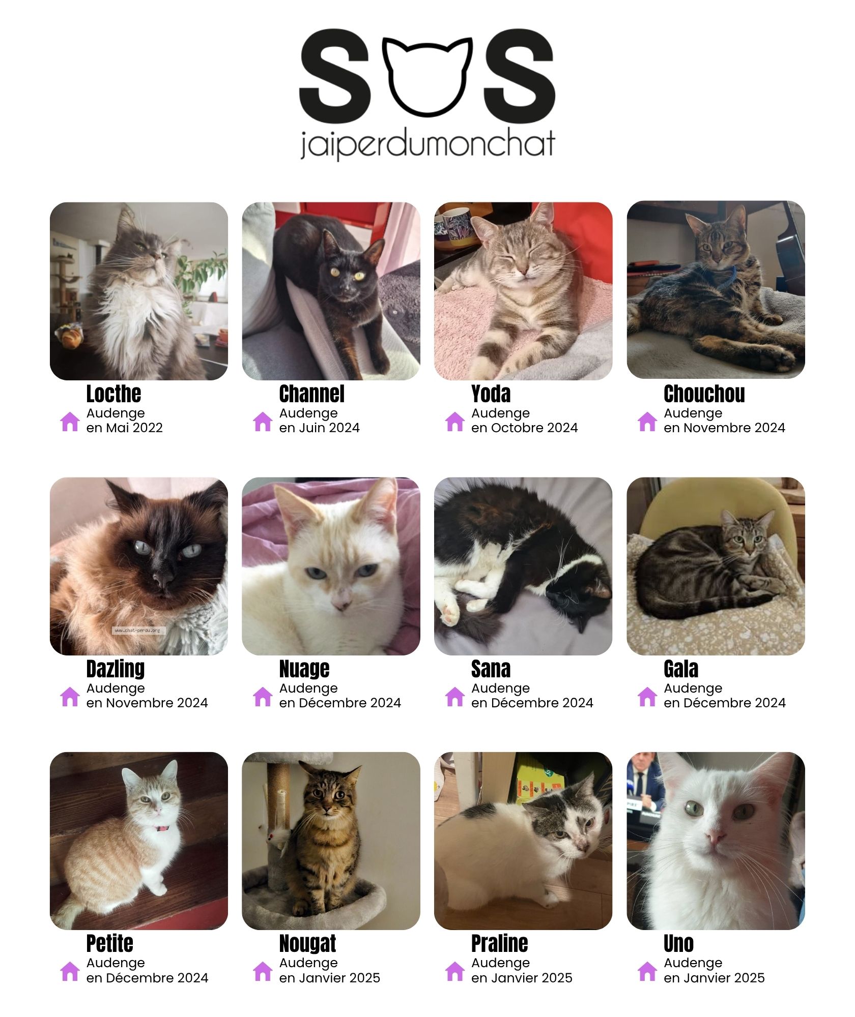 chats disparus sur le Bassin d'Arcachon
