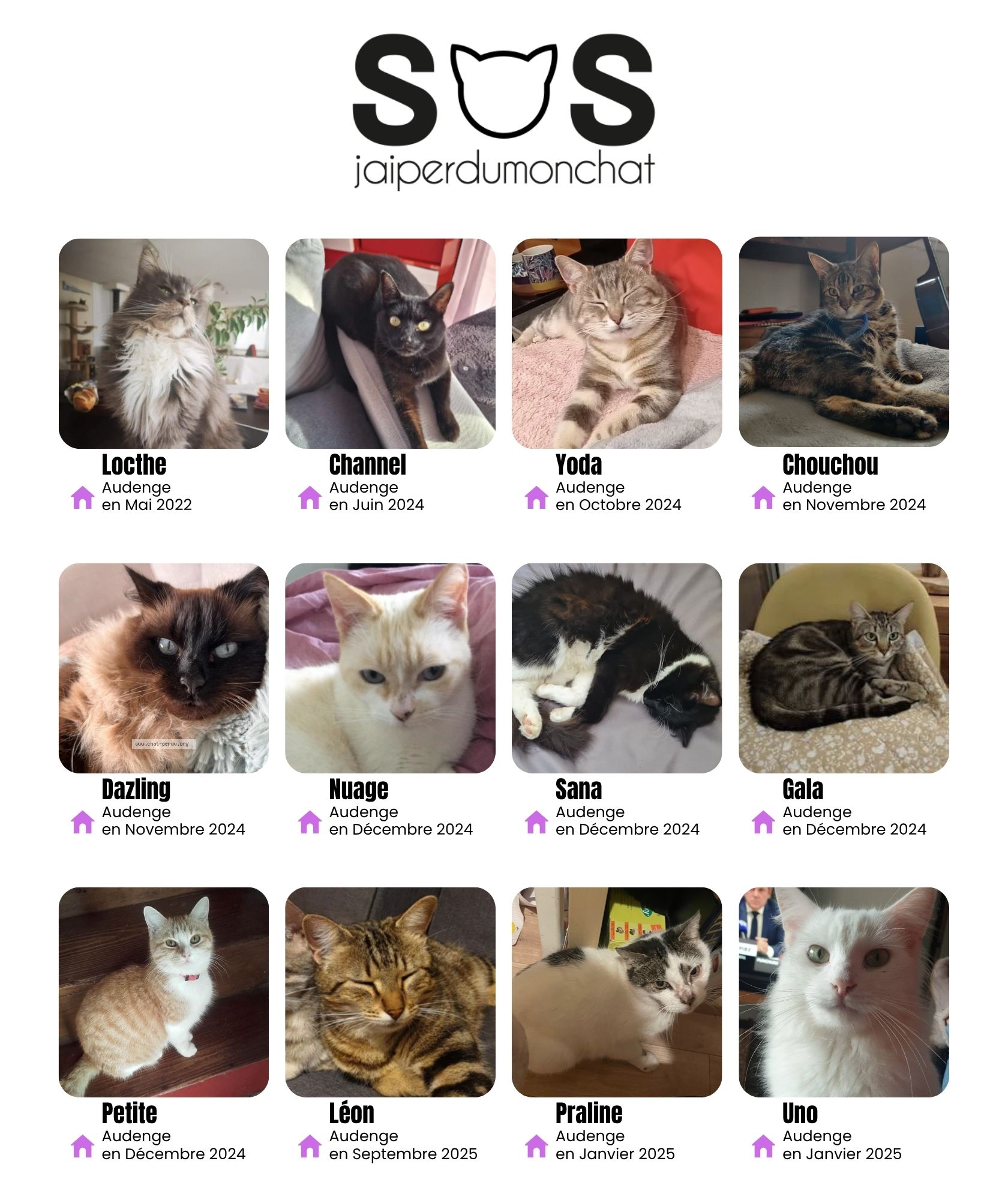 chats disparus sur le Bassin d'Arcachon